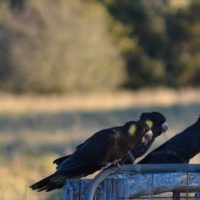 yellow tale black cockatoos