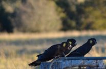 yellow tale black cockatoos