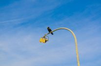 Black Albatross