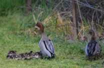Wood ducks