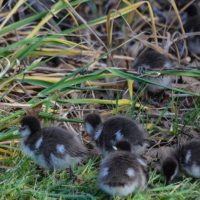 Australian Wood duck chics