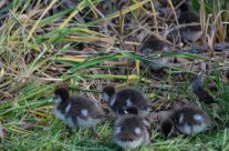 Australian Wood duck chics