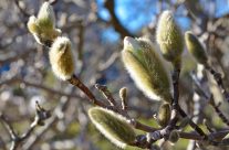 flowering buds in bowral corbett gardens