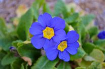flower at bowral
