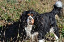 Cavalier