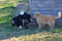 down on the farm