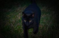 burmese cat black panther