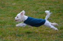 buzz the maltese