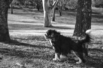 Cavalier king Charles Spaniel