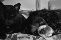 Best of friends