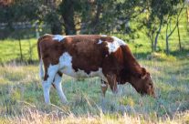 Cow grazing