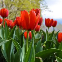 orange tulips in moss vale