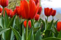 orange tulips in moss vale