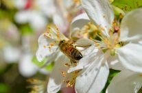 bees collecting pollen
