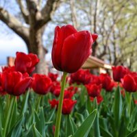 red tulips in moss vale
