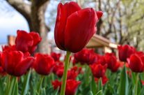 red tulips in moss vale