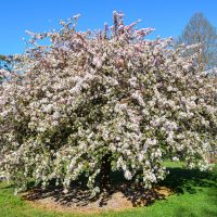 cherry blossum tree in Moss Vale
