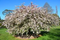 cherry blossum tree in Moss Vale