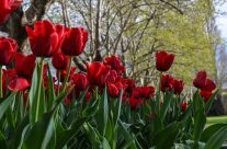 red tulips in Moss Vale NSW