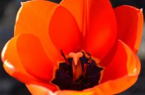 flower photography