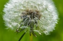 dandelion flower