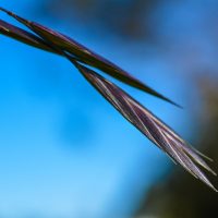 stalk landscape photography