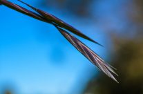 stalk landscape photography