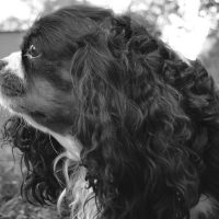 Cavalier King Charles Spaniel
