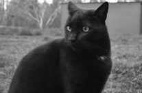 Burmese Cat