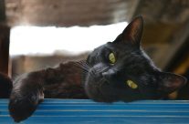 burmese Cat resting
