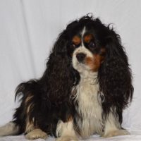 I do not recommend Muslin backdrops for photography