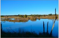 Cecil Hoskins Nature Reserve