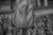 Berrima NSW flowers