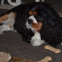 Purina Lucky dog biscuits GMO grains and cereals