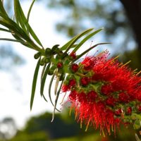 Bottlebrush