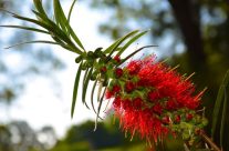 Bottlebrush