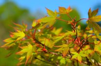 Leaves