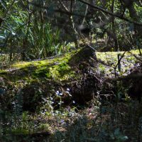 Robertson rainforest nature reserve