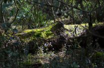 Robertson rainforest nature reserve