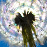 dandelion against the sun.