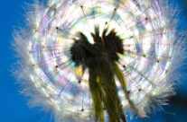 dandelion against the sun.