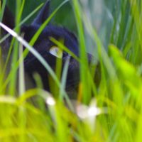 Burmese cat in the grass