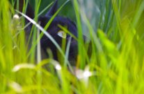 Burmese cat in the grass