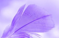 Feather