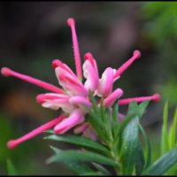 Alien looking wild flower