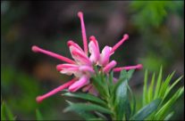 Alien looking wild flower