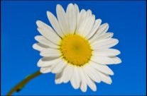 Pretty flower shot