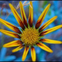 Stunning wild flower