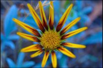 Stunning wild flower