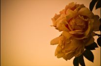 Something so simple can look stunning